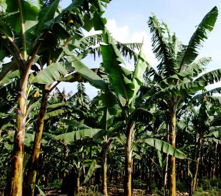 PIBID - Presidential Initiative On Banana Industrial Development
